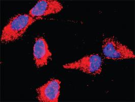 Anti-BAD + BCL2L1 Antibody Pair