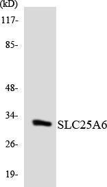 Western blot analysis of the lysates from K562 cells using Anti-SLC25A6 Antibody