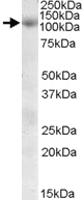 Anti-SNX19 Goat Polyclonal Antibody