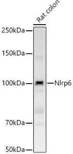 Western blot analysis of Rat colon, using Anti-Nlrp6 Antibody (A309887) at 1:2000 dilution