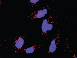 Anti-CRK + MAPK8 Antibody Pair