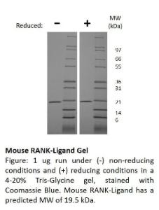 Mouse recombinant RANK ligand (from <i>E. coli</i>)