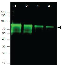 Anti-MRE11A Rabbit Polyclonal Antibody