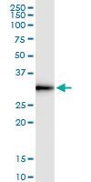 Anti-DNALI1 Polyclonal Antibody Pair