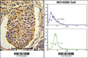 Anti-CER1 Rabbit Polyclonal Antibody