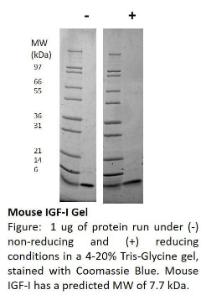 Mouse recombinant IGF-I (from <i>E. coli</i>)