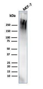 Western blot analysis of MCF-7 cell lysate using Anti-MUC1 Antibody [rMUC1/4418]