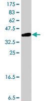 Anti-RUNX2 Mouse Polyclonal Antibody