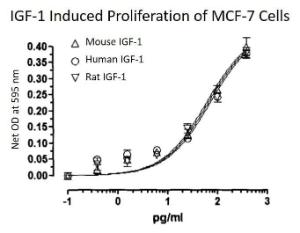 Mouse recombinant IGF-I (from <i>E. coli</i>)