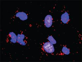 Anti-CRKL + PDGFRA Antibody Pair