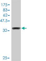 Anti-FOXO1 Mouse Polyclonal Antibody