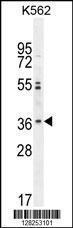 Anti-OR2M3 Rabbit Polyclonal Antibody (APC (Allophycocyanin))