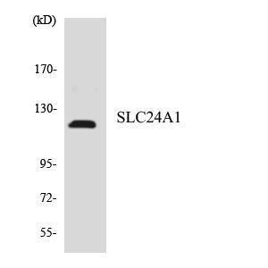 Antibody anti-SLC24A1 A100110-100 100 µg