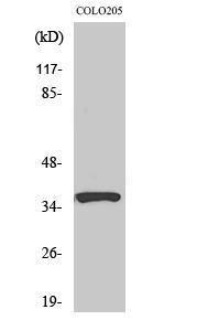 Western blot analysis of various cells using Anti-RASSF4 Antibody