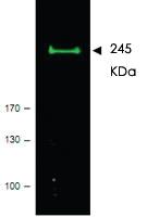 Anti-MTOR Rabbit Polyclonal Antibody