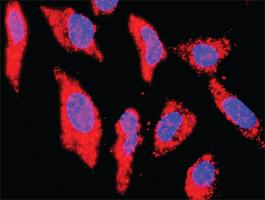 Anti-CYCS + BCL2L1 Antibody Pair