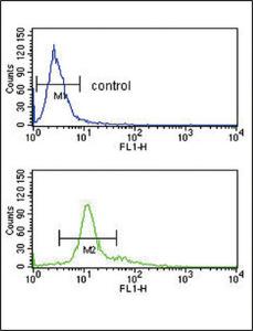 Anti-Proprotein Convertase 2 Rabbit Polyclonal Antibody