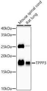 Western blot analysis of variou