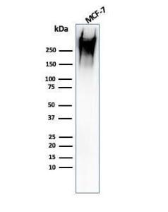 Western blot analysis of human MCF-7 cell lysate using Anti-MUC1 Antibody [rMUC1/960]