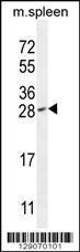 Anti-IAH1 Rabbit Polyclonal Antibody (PE (Phycoerythrin))