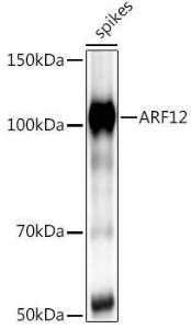 Western blot analysis of extracts of various tissues from the japonica rice (Oryza sativa L. ) variety Zhonghua 11, using Anti-ARF12 Antibody (A309891) at 1:1,000 dilution. The secondary antibody was Goat Anti-Rabbit IgG H&L Antibody (HRP) at 1:10,000 dilution.