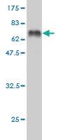 Anti-DCX Mouse Monoclonal Antibody [clone: 1G12]