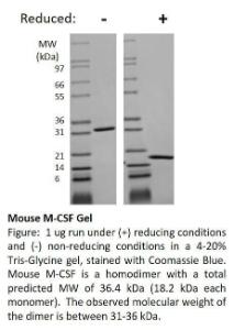 Mouse recombinant M-CSF (from <i>E. coli</i>)