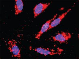 Anti-FASLG + MAPK8 Antibody Pair