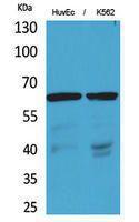 Western blot analysis of HuvEc, K562 cells using Anti-SLC22A6 Antibody