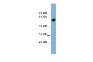 Anti-GPNMB Rabbit Polyclonal Antibody