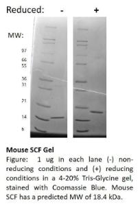 Mouse recombinant SCF (from <i>E. coli</i>)