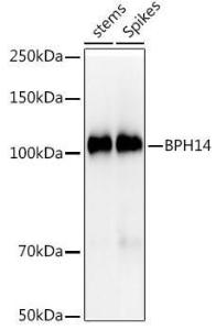 Western blot analysis of extracts of various tissues from the japonica rice (Oryza sativa L. ) variety Zhonghua 11, using Anti-LOC_Os03g62500 Antibody (A309892) at 1:1000 dilution. The secondary Antibody was Goat Anti-Rabbit IgG H&L Antibody (HRP) at 1:10000 dilution