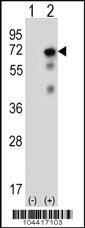 Anti-USP2 Rabbit Polyclonal Antibody