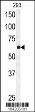 Anti-USP3 Rabbit Polyclonal Antibody