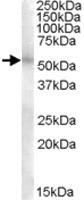 Anti-TFEB Goat Polyclonal Antibody