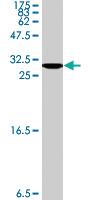 Anti-CLCA2 Mouse Polyclonal Antibody