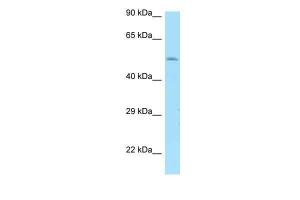 Anti-DRD1 Rabbit Polyclonal Antibody