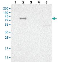 Anti-NAV1 Rabbit Polyclonal Antibody