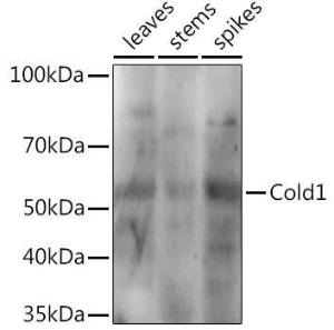 Anti-COLD1 antibody