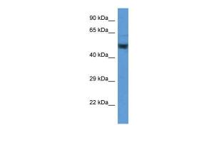 Anti-ENO2 Rabbit Polyclonal Antibody