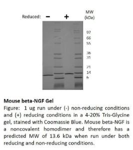 Mouse recombinant NGF-beta (from <i>E. coli</i>)