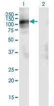 Anti-MAG Mouse Polyclonal Antibody