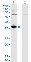 Anti-DHDH Mouse Monoclonal Antibody [clone: 3A11]