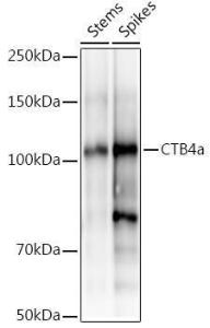 Antibody A309894-100 100 µl