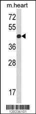 Anti-RGP1 Rabbit Polyclonal Antibody