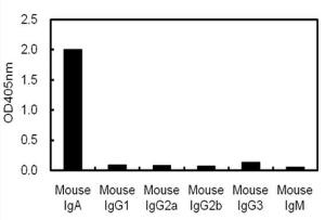 ELISA using plates coated with mouse antibodies with various isotypes