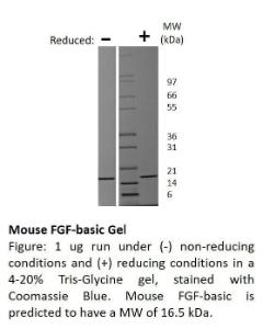 Recombinant mouse FGF-basic