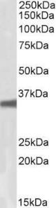 Anti-GNB3 Goat Polyclonal Antibody