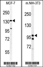 Anti-TAF2 Rabbit Polyclonal Antibody