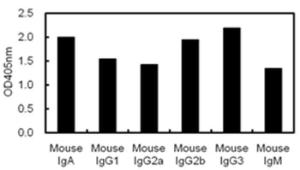 ELISA using plates coated with various mouse antibodies with kappa light chains. KT128 is used as primary antibody and peroxidase conjugated KT97 is used as secondary antibody